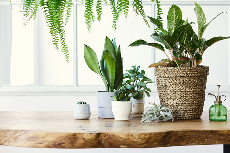 Green Living: Plants that Keep Your Home Close to Nature